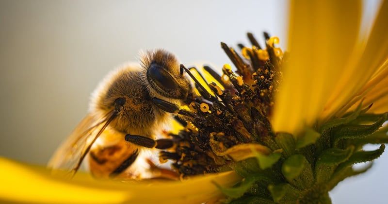 Abeilles en Europe : pourquoi leur raréfaction menace notre avenir