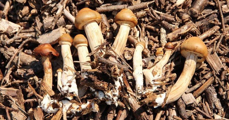 Le mycélium révolutionne la création de vêtements durables et éthiques
